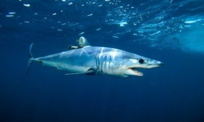 An undated image of a shortfin mako shark spotted in the Pacific Ocean in California, US