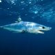 An undated image of a shortfin mako shark spotted in the Pacific Ocean in California, US