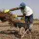 Iran war forces global farmers to seek alternatives to chemical fertilizer