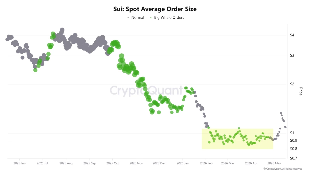 SUI Price Holds at $1.06 as Chart Base and Whale Accumulation Signal a Potential Reversal