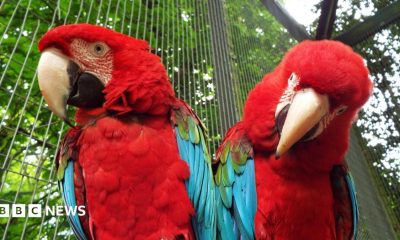 Two parrots stood next to each other. They are both red and blue.