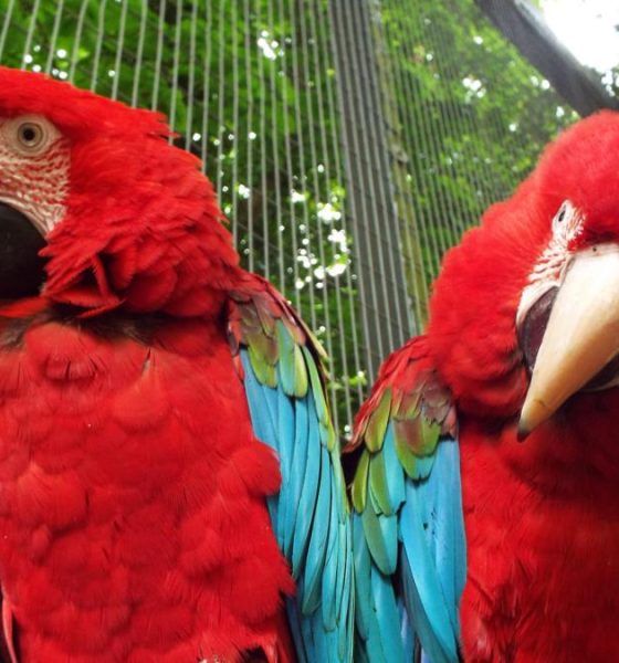 Two parrots stood next to each other. They are both red and blue.