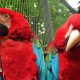 Two parrots stood next to each other. They are both red and blue.