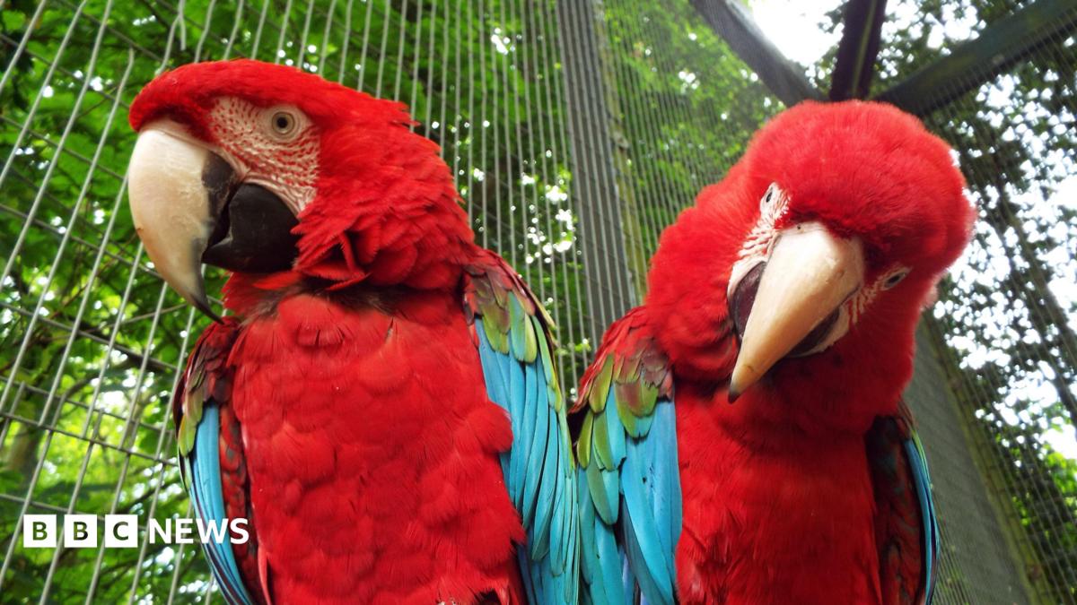 Two parrots stood next to each other. They are both red and blue.