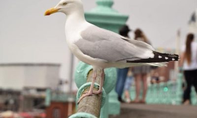 Scarborough gull strategy prompts calls for faster food recycling
