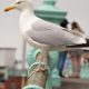 Scarborough gull strategy prompts calls for faster food recycling