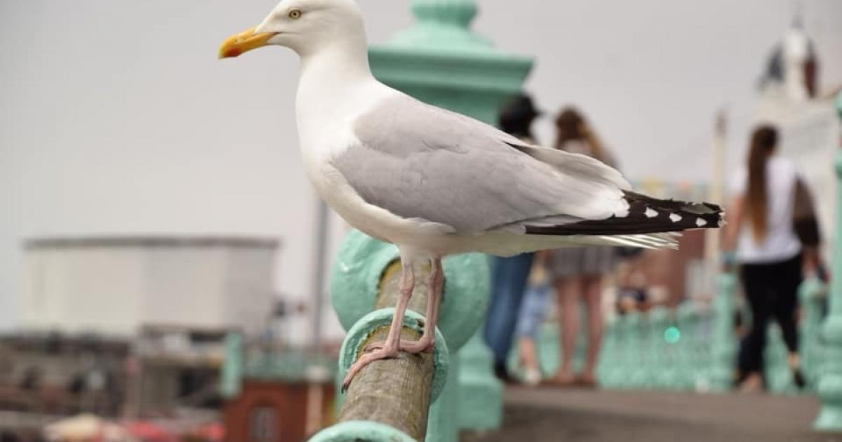 Scarborough gull strategy prompts calls for faster food recycling