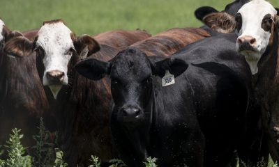 Texas screwworm cases don't risk food supply, Brooke Rollins says