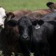 Texas screwworm cases don't risk food supply, Brooke Rollins says