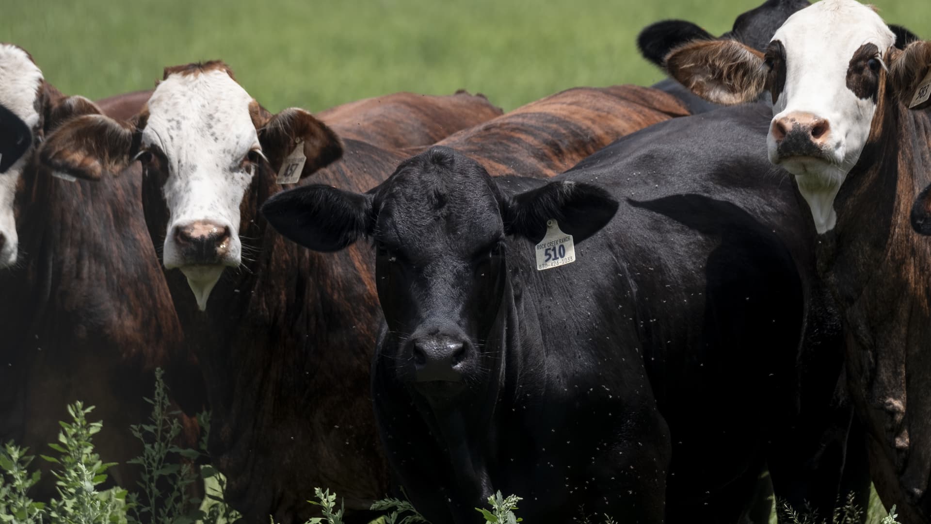 Texas screwworm cases don't risk food supply, Brooke Rollins says