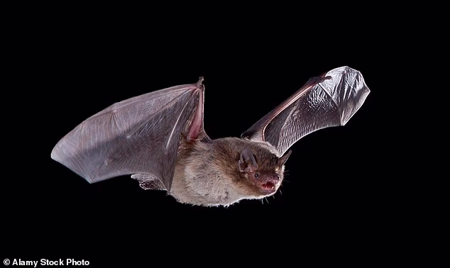 An 11-year-old boy has died after he was exposed through skin-to-skin contact to a bat carrying rabies in Canada (stock)