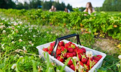 Best Northumberland farm shops to visit this summer