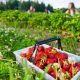 Best Northumberland farm shops to visit this summer
