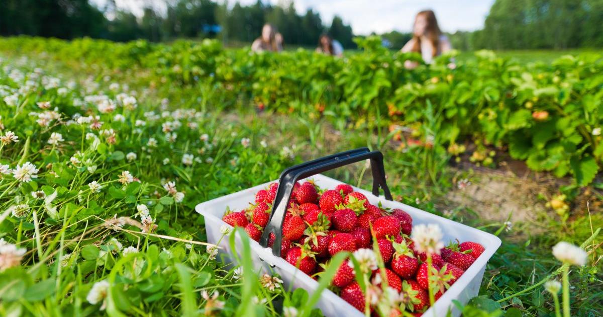 Best Northumberland farm shops to visit this summer