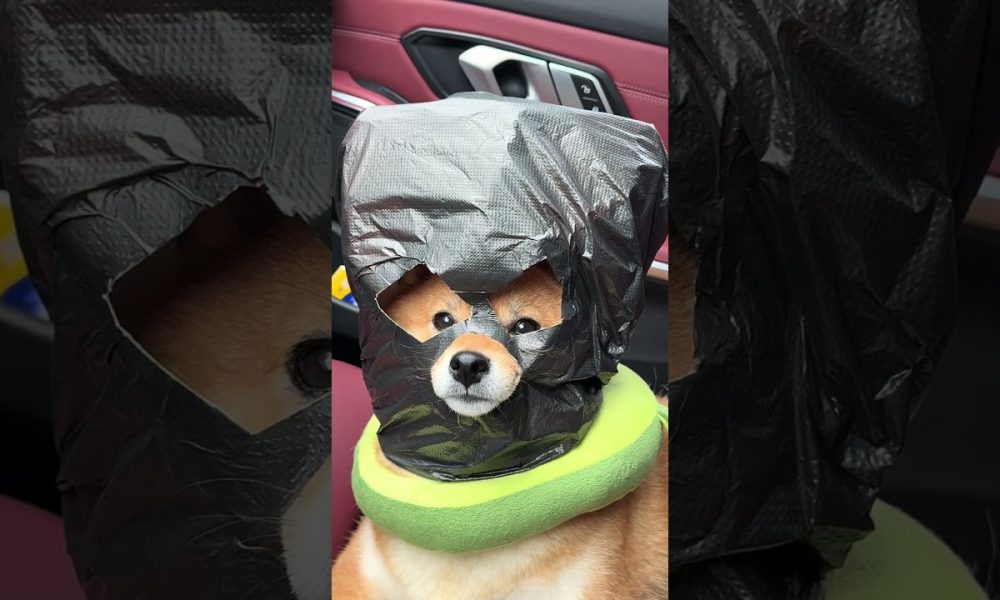 Financial freedom depends on you Big ticket#A dog robbed a bank while wearing a head cover