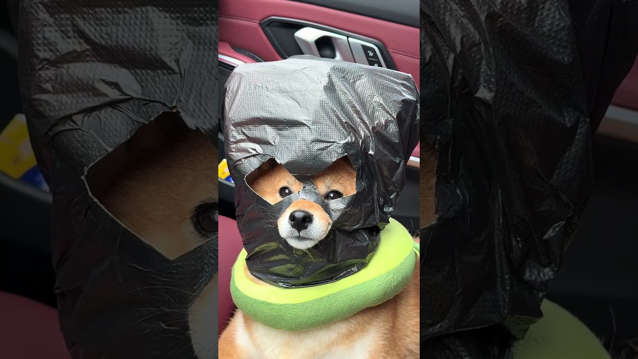 Financial freedom depends on you Big ticket#A dog robbed a bank while wearing a head cover