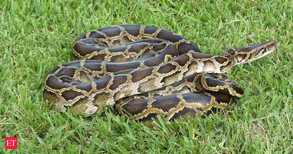 Burmese pythons in Florida are changing Everglades in a surprising way: Study reveals giant snakes are spreading seeds