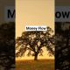 I Welcome Infinite Financial Abundance #manifestingriches #affirmations #wealthmindset