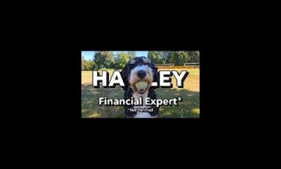 Financial Profes sir. Harley #puppy  #cutedog  #funny  #stockmarket #spcx #btc #investment #investor