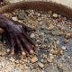 The hand of a diamond miner in Sierra Leone has he sieves gravel and smaller stones in the hope of finding the precious gems