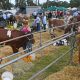 Malton Show's future secured after Amotherby-based BATA deal