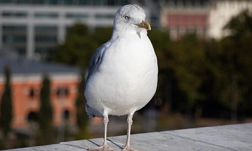 Two seagulls shot near Muston Road and Reynolds Street