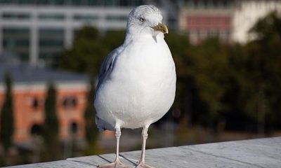 Two seagulls shot near Muston Road and Reynolds Street