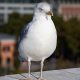 Two seagulls shot near Muston Road and Reynolds Street