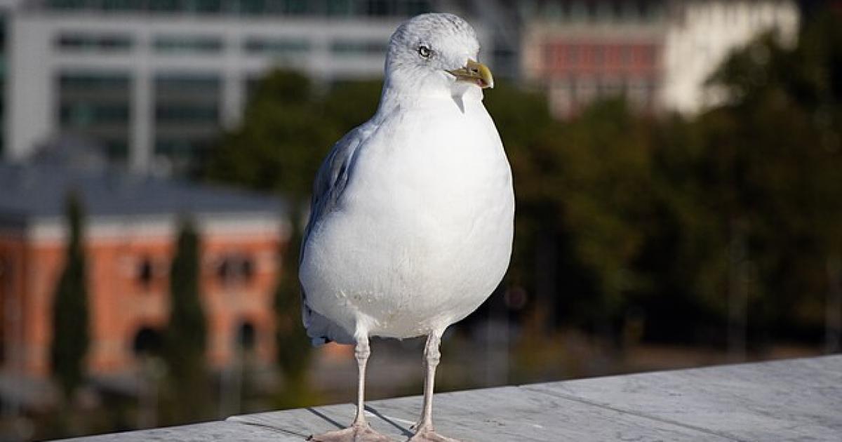 Two seagulls shot near Muston Road and Reynolds Street