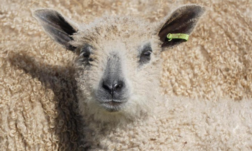 Wensleydale sheep in photographic exhibition in Bishop Auckland