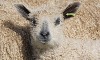 Wensleydale sheep in photographic exhibition in Bishop Auckland