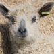 Wensleydale sheep in photographic exhibition in Bishop Auckland