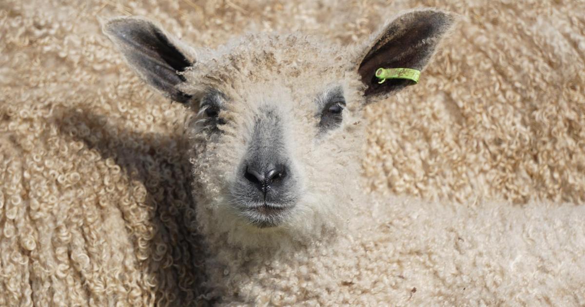 Wensleydale sheep in photographic exhibition in Bishop Auckland