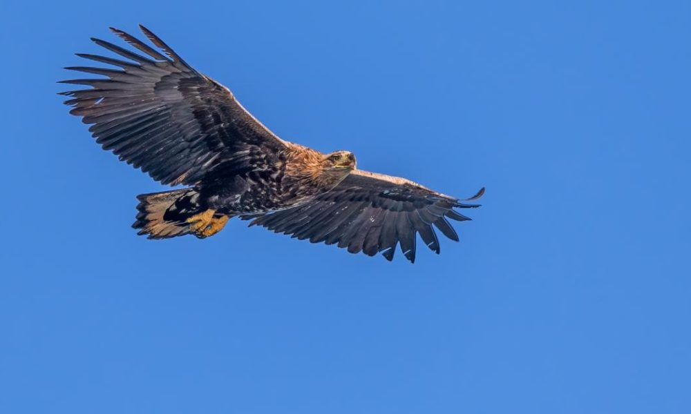 Conservationists ‘shocked’ over disappearance of eagle