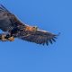 Conservationists ‘shocked’ over disappearance of eagle