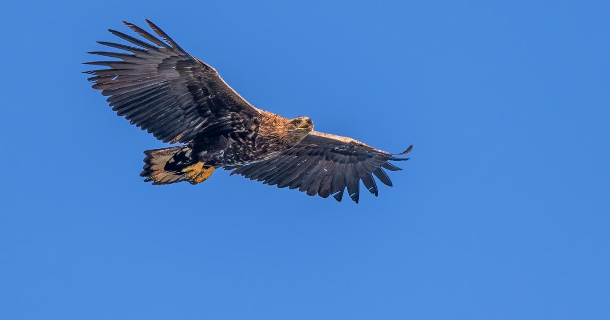 Conservationists ‘shocked’ over disappearance of eagle
