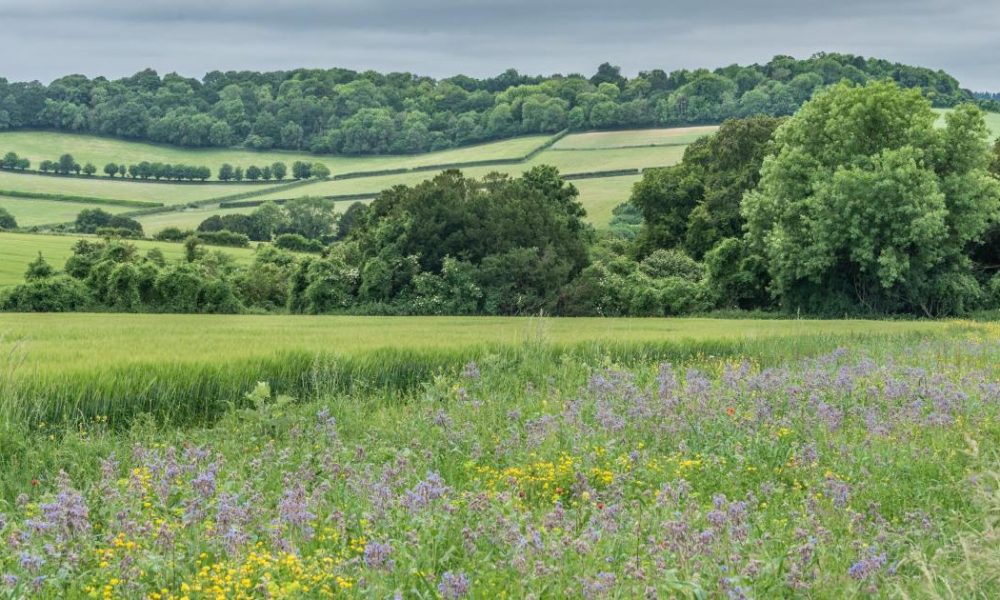 Is it illegal to pick flowers in the UK? What the law says