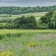 Is it illegal to pick flowers in the UK? What the law says