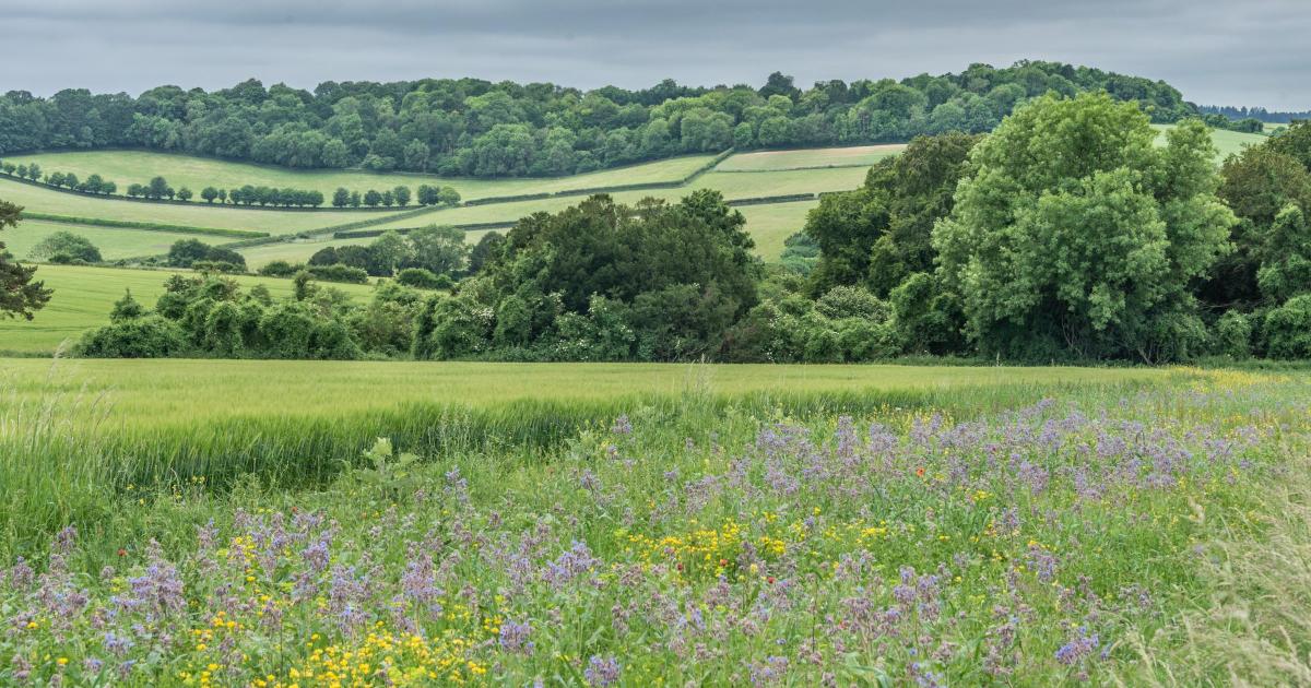 Is it illegal to pick flowers in the UK? What the law says