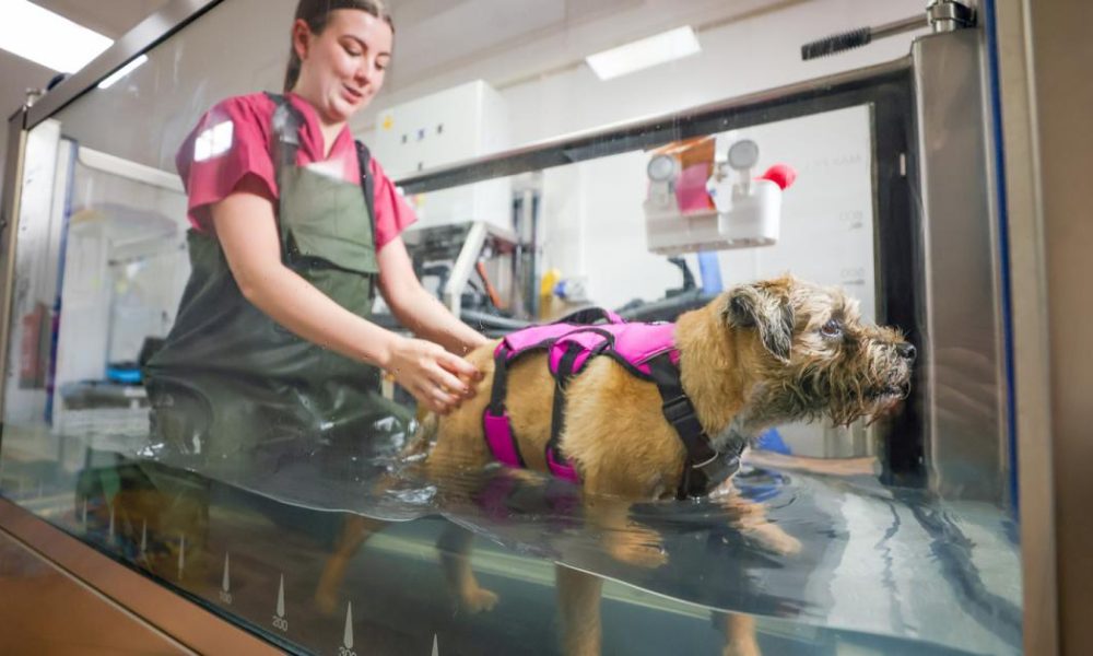 Physio and hydrotherapy now on offer for Bishop Auckland cats and dogs