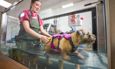 Physio and hydrotherapy now on offer for Bishop Auckland cats and dogs