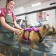 Physio and hydrotherapy now on offer for Bishop Auckland cats and dogs