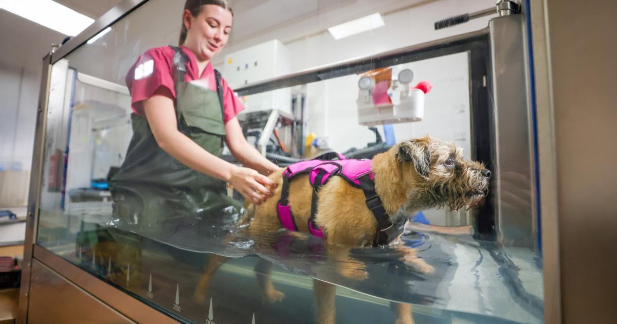 Physio and hydrotherapy now on offer for Bishop Auckland cats and dogs