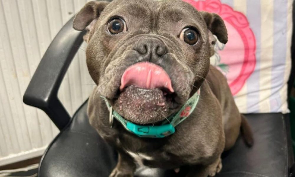 Beloved rescue dog gets miracle reprieve after diagnosis