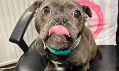 Beloved rescue dog gets miracle reprieve after diagnosis