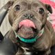Beloved rescue dog gets miracle reprieve after diagnosis