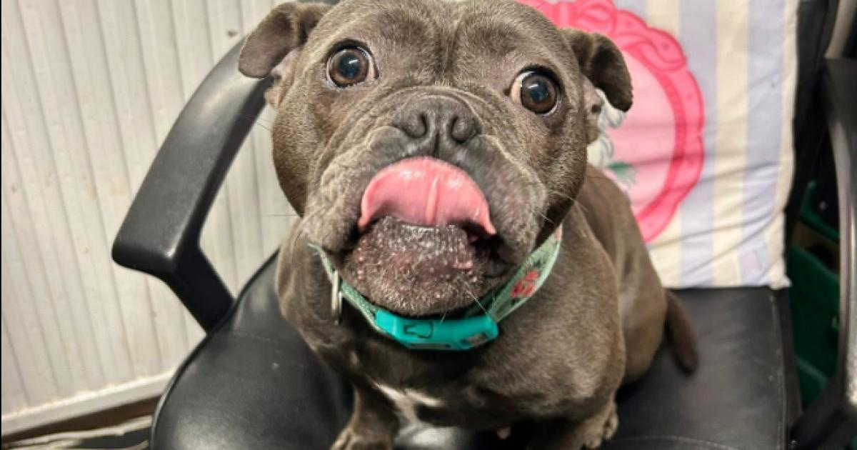 Beloved rescue dog gets miracle reprieve after diagnosis