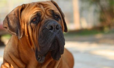 Man taken to hospital for treatment after dog bite in Selby
