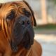 Man taken to hospital for treatment after dog bite in Selby