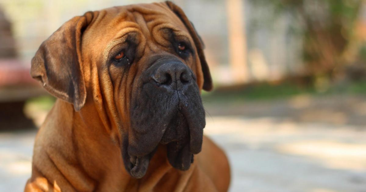 Man taken to hospital for treatment after dog bite in Selby